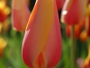 Tulips 4