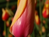 Tulips 3