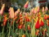 Tulips 2