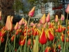 Tulips 1